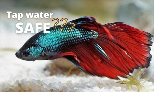 Is Tap Water Safe For Fish 6 Ways To Make It Safe For Aquarium