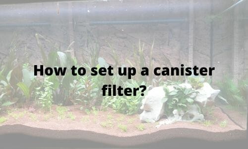 How to set up a canister filter (Step-by-step)