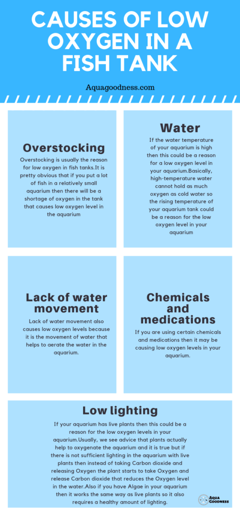 Causes of low oxygen in a fish tank infographic