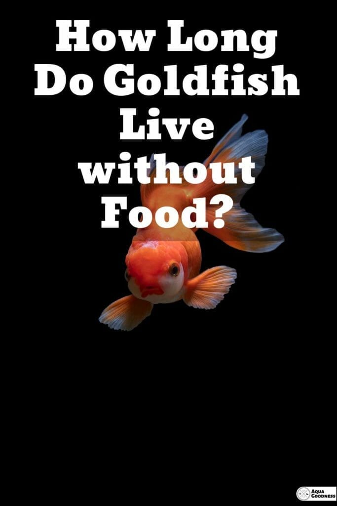 How Long Do Goldfish Live without Food? (Answer Might Surprise You)