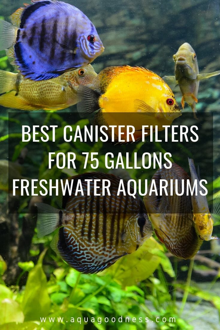 3 Best Canister Filters for 75 gallons Freshwater Aquariums 2019