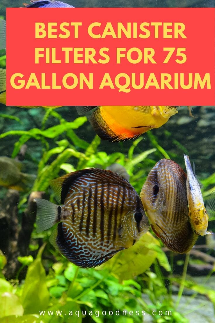 4 Best Canister Filters for 75 gallon Aquarium 2019 (Detailed Review)