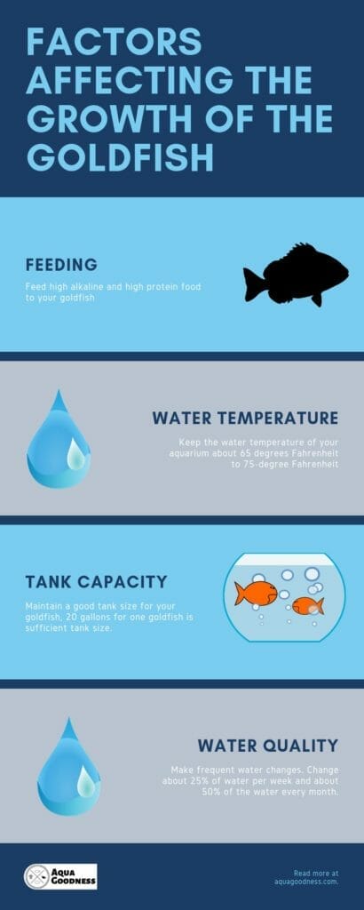 factors affecting goldfish growth infographic
