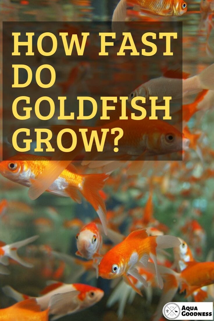 How Fast Do Goldfish Grow? (The answer might surprise you)