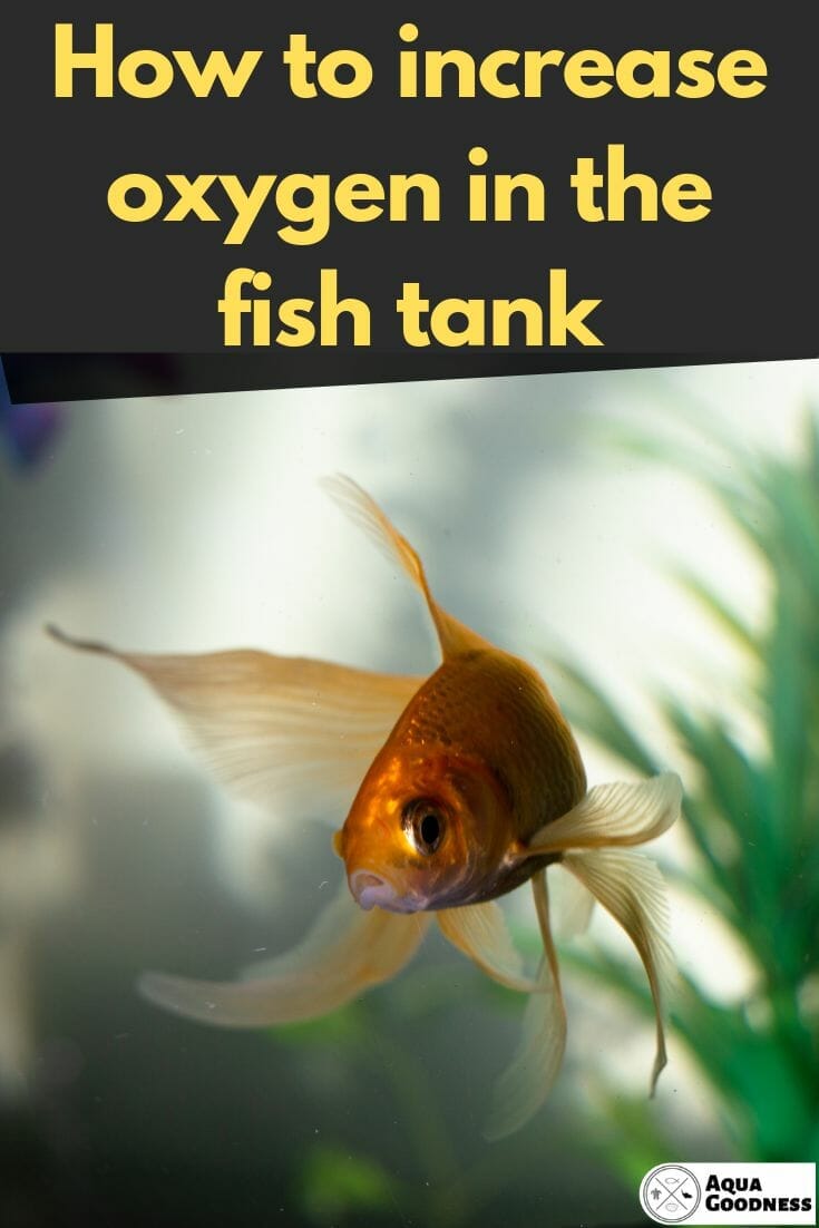 How to Increase Oxygen in the Fish Tank image