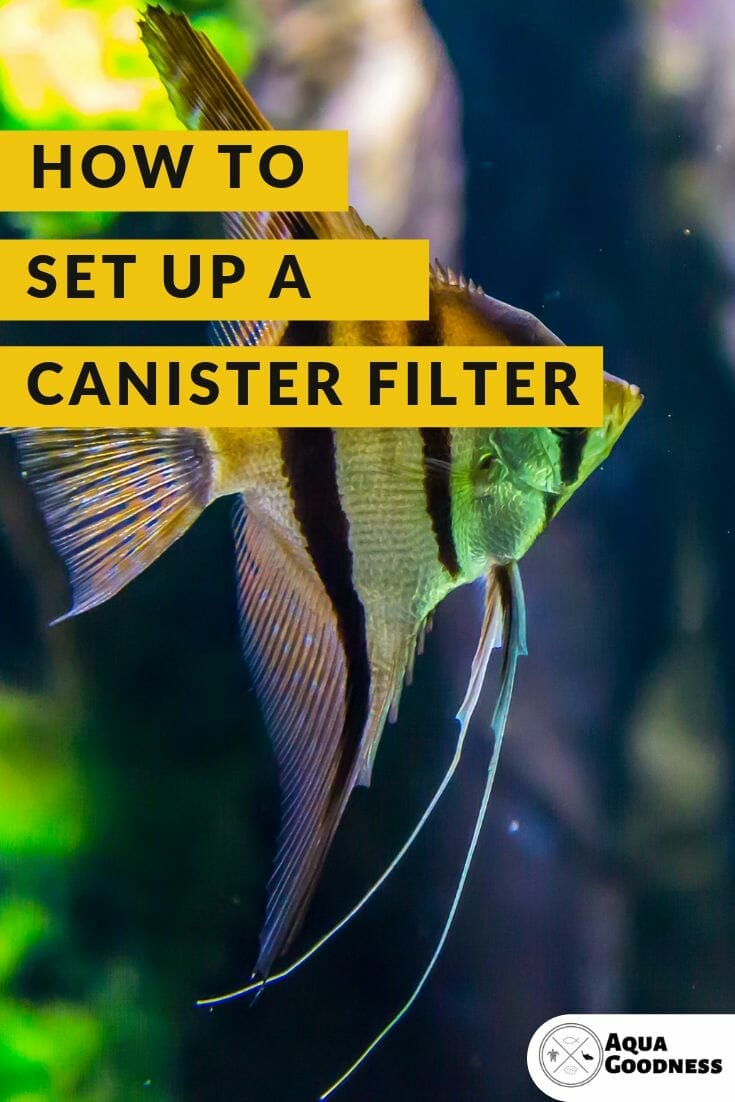 How to set up a canister filter (Stepbystep)