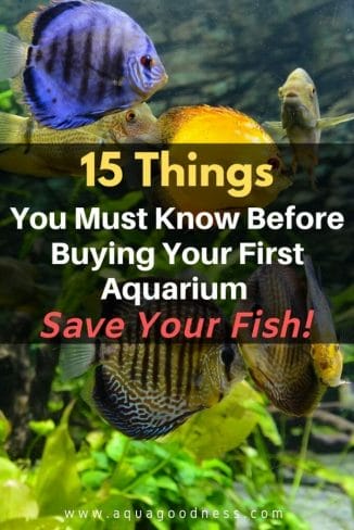 things to know before buying your first aquarium
