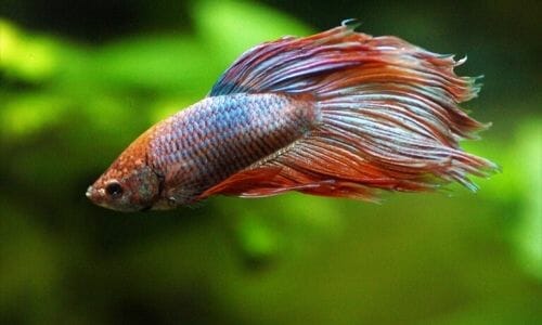 24 Best Tank Mates for Betta Fish (In 3, 5, and 10 Gallon Tank)