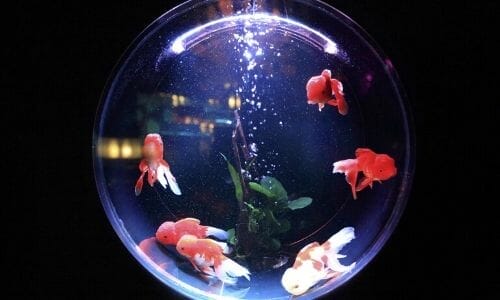11 Things You Can Do TODAY to Keep Your Goldfish Happy Forever