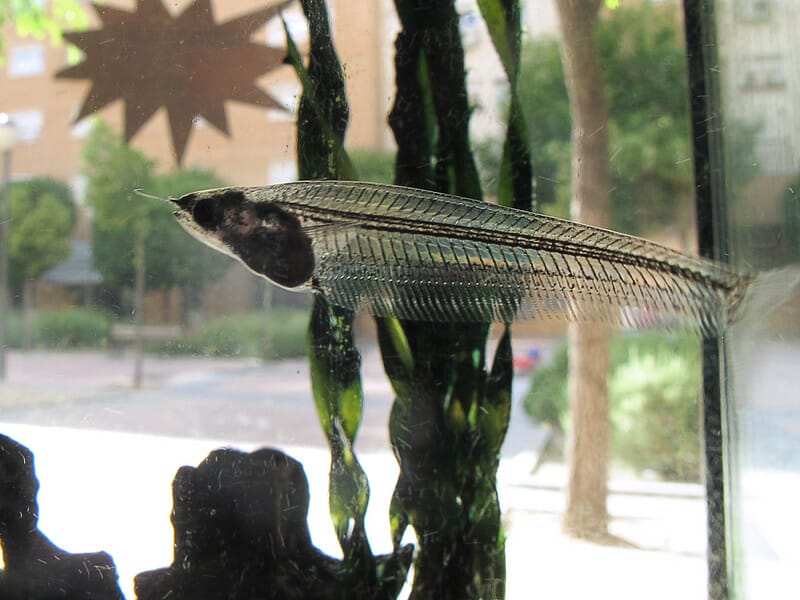 Glass catfish