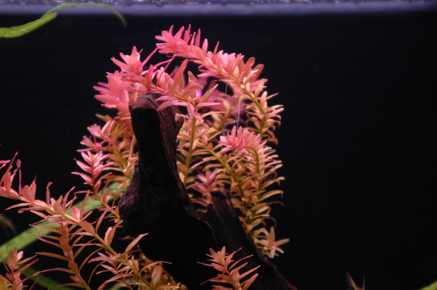 11 Best Red Aquarium Plants (Beginner Friendly and Undemanding)