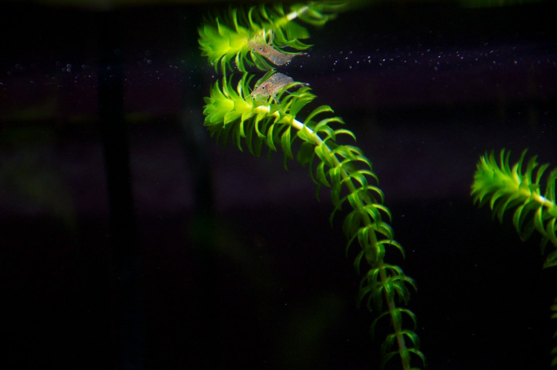 7 Best Aquarium Plants For Tetras Aqua Goodness