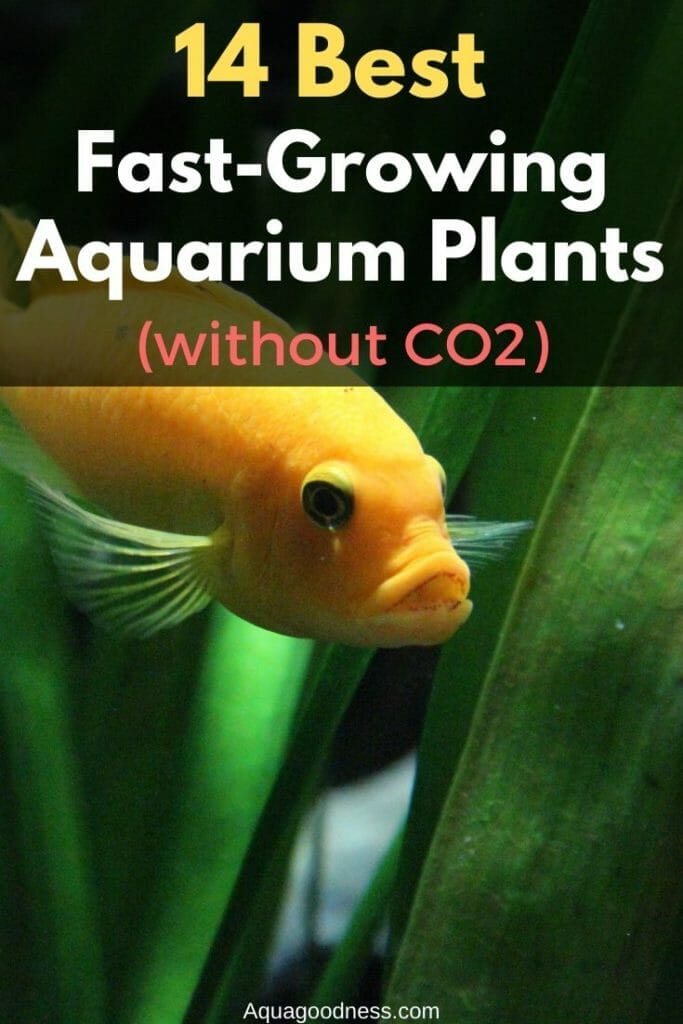 14 Best Fast Growing Aquarium Plants (without CO2) - Aqua Goodness