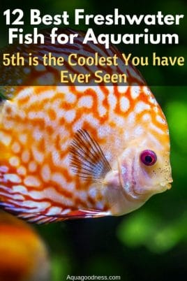 best frehwater fish for aquarium pinterest image