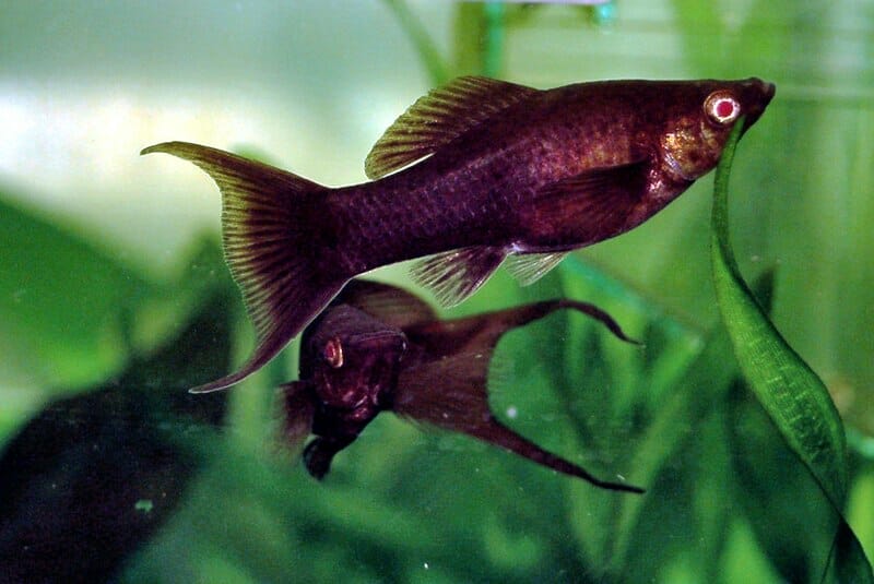 Black Mollies