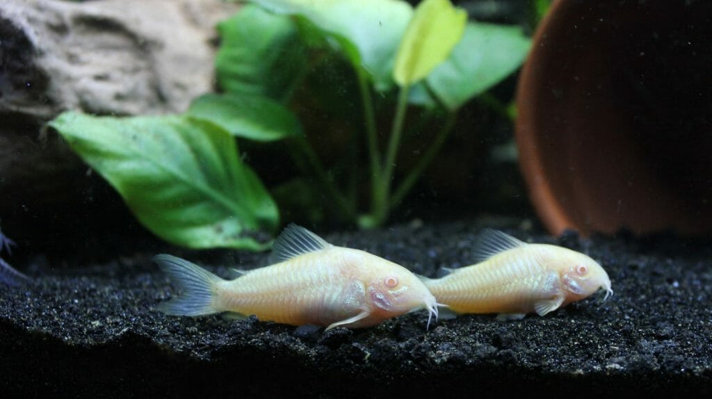 Cory Catfish