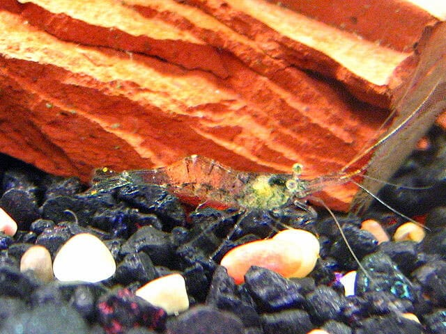 Ghost shrimp