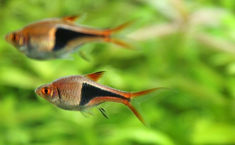Harlequin Rasboras