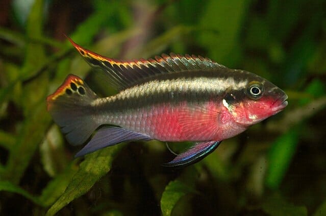 Kribensis Cichlid