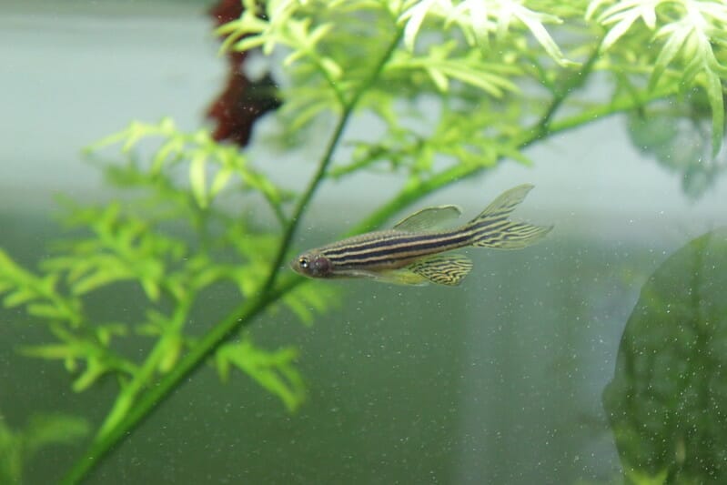 Zebra danios