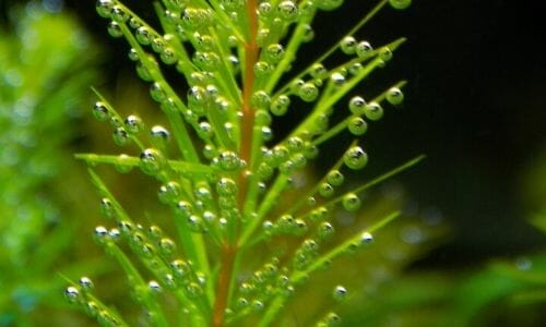 12 Benefits of Live Plants in an Aquarium (Pros and Cons)