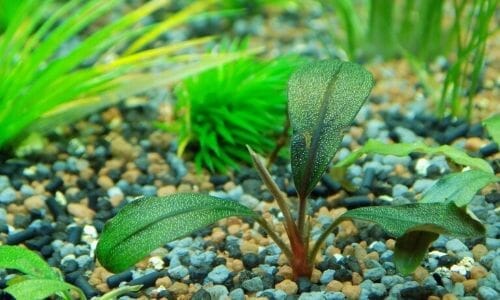 13 Best Aquarium Plants For Gravel Substrate - Aqua Goodness