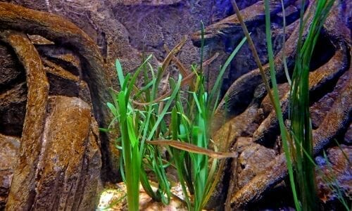 How To Revive Aquarium Plants (Various Symptoms and Cures)
