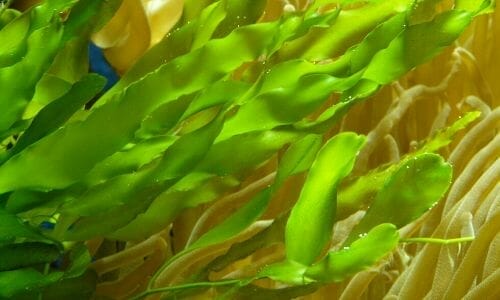 Are Your Aquarium Plants Turning Brown? Here’s what to do.