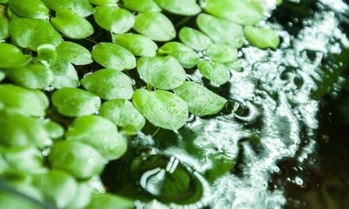 13 Best Aquarium Plants That Can Grow Without Substrate