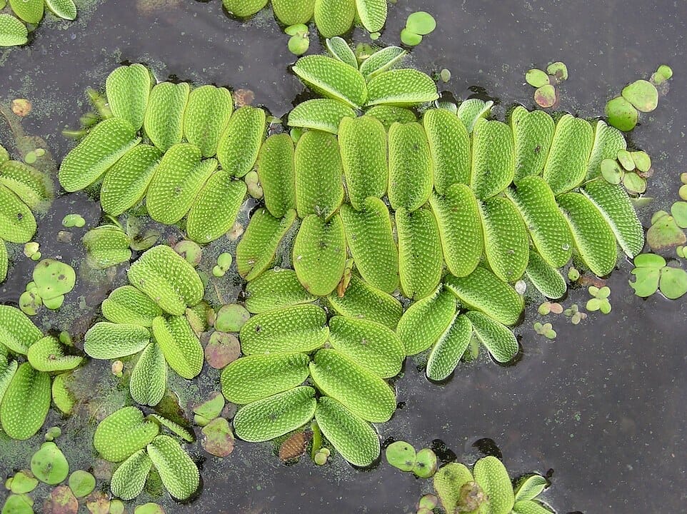 52 Best Freshwater Aquarium Plants For Beginners (And Care Guide)