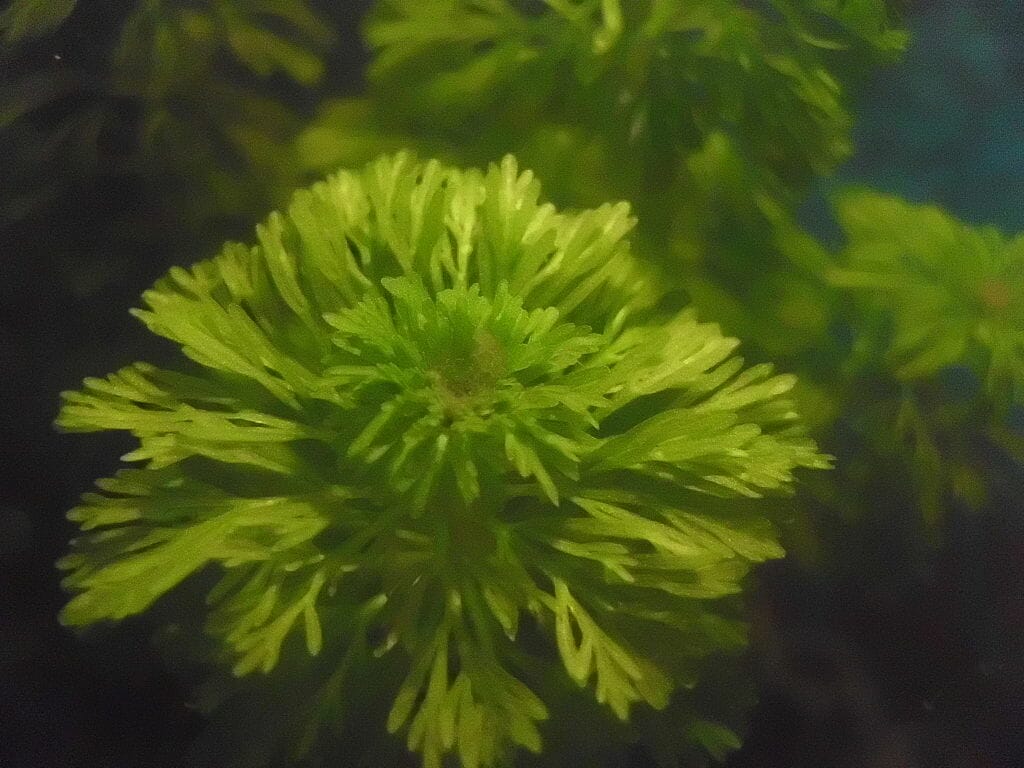 21 Best Aquarium Plants For Gravel Substrate (With Pictures) Aqua Goodness