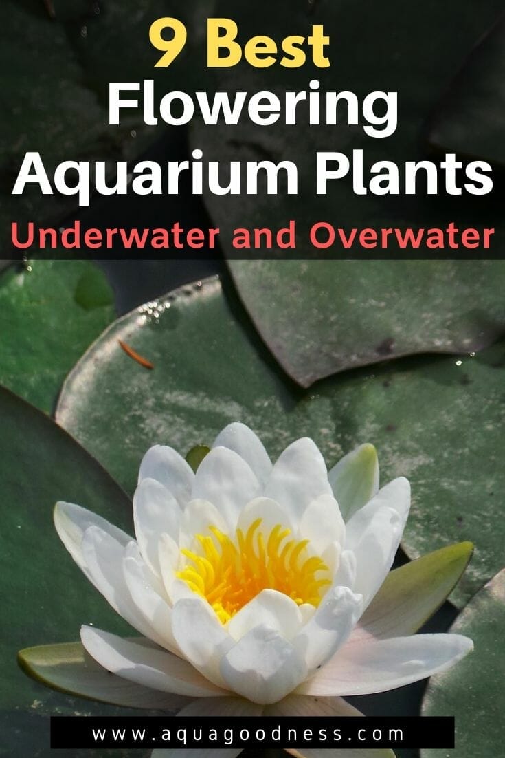 9 Best Flowering Aquarium Plants (Underwater and Overwater)