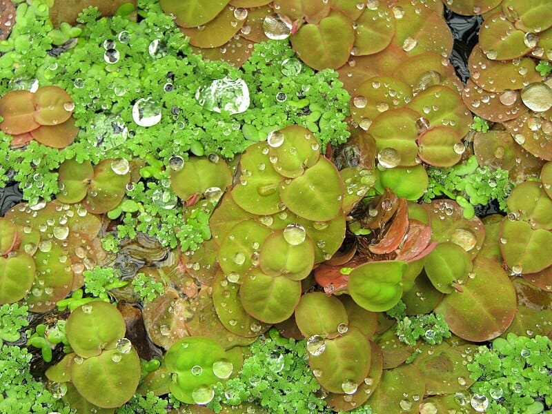Red Root Floater
