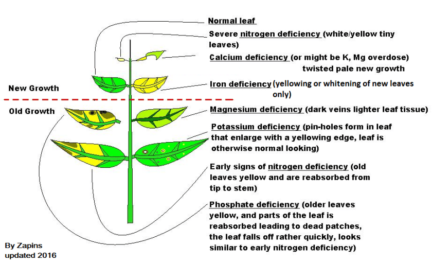 Aquarium plants Deficiency Diagram