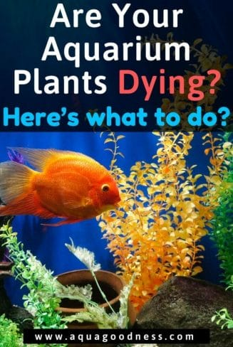 Are Your Aquarium Plants Dying? Here’s what to do image