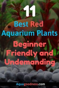Best Red Aquarium Plants