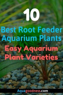 Best Root Feeder Aquarium Plants