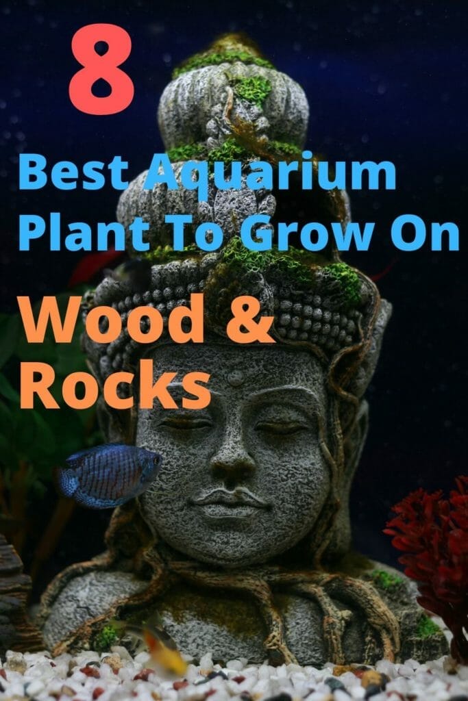 8 Best Aquarium Plants That Grow On Driftwood and Rock