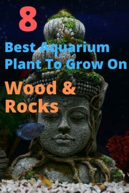 Best Aquarium Plant To Grow On Wood and Rocks image