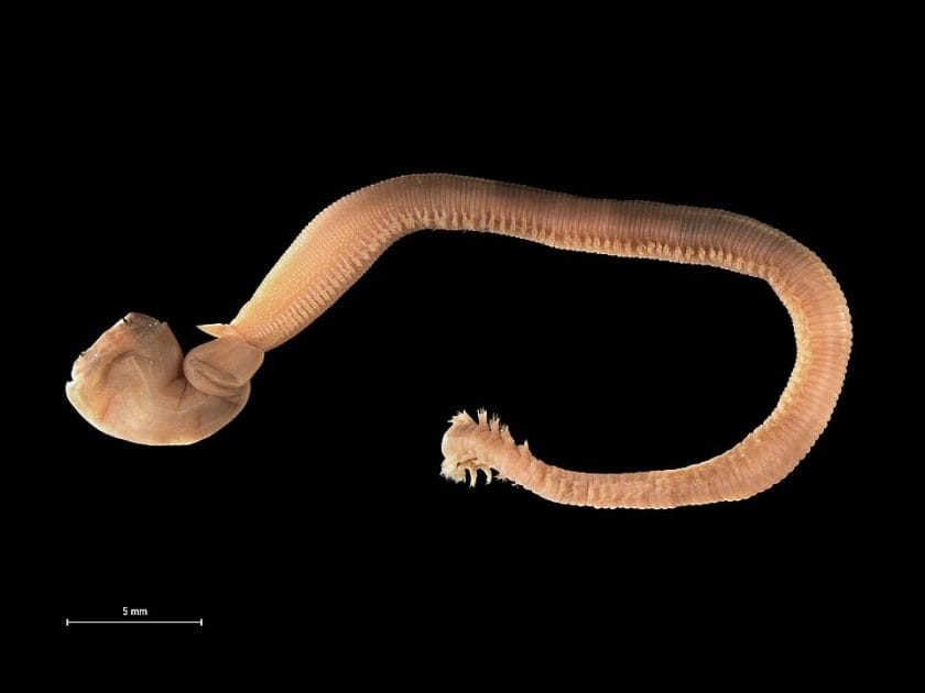 Glycera worms