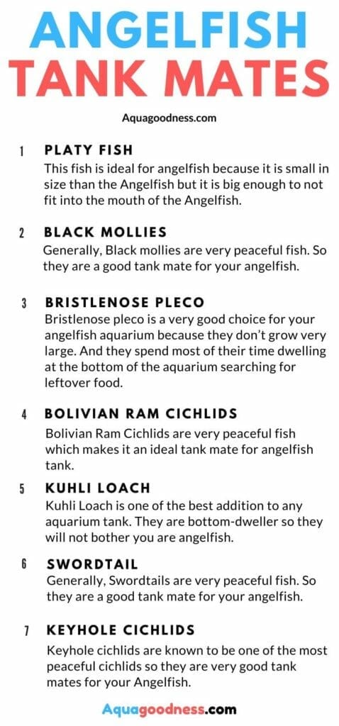 Compatible angelfish tank mates infographic