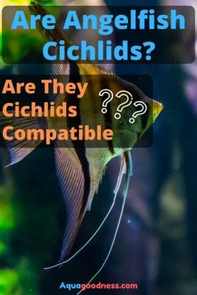 Are Angelfish Cichlids? (Are They Cichlids Compatible???) image