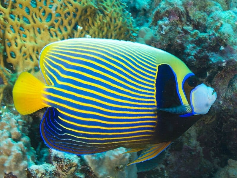 Emperor angelfish