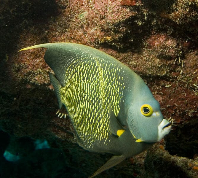 French angelfish