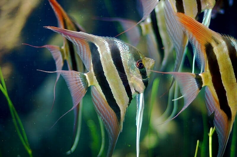 group of freshwater angelfish