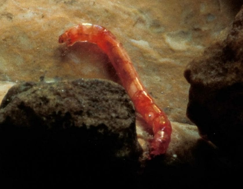 small red larvae from Midge flies