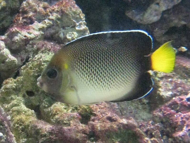 Yellowtail angelfish