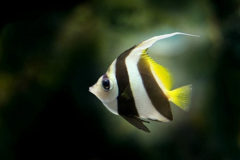 saltwater angelfish