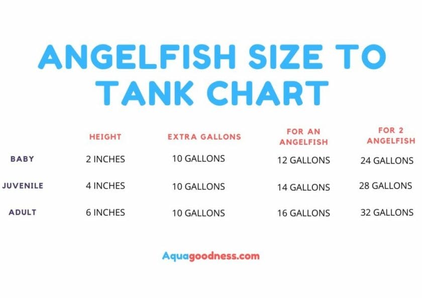 angelfish size to tank chart