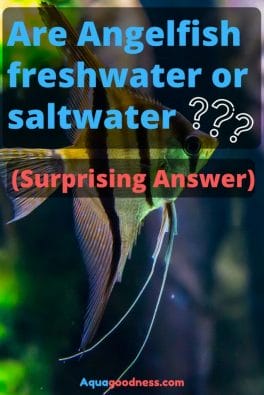 Are Angelfish Freshwater Or Saltwater? (Surprising Answer) image